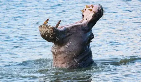 hippopotamus-6786263_1280 2025-09-08_15.41.46.webp