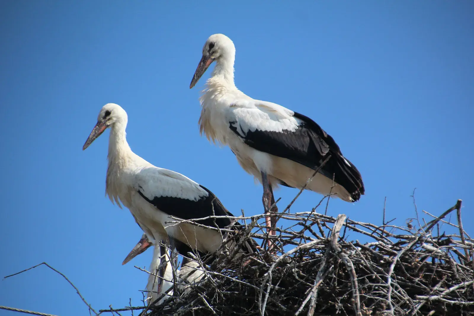 Polskie bociany lecą do Afryki wyposażone w kamerki. To, co pokazują, zaskoczyło naukowców