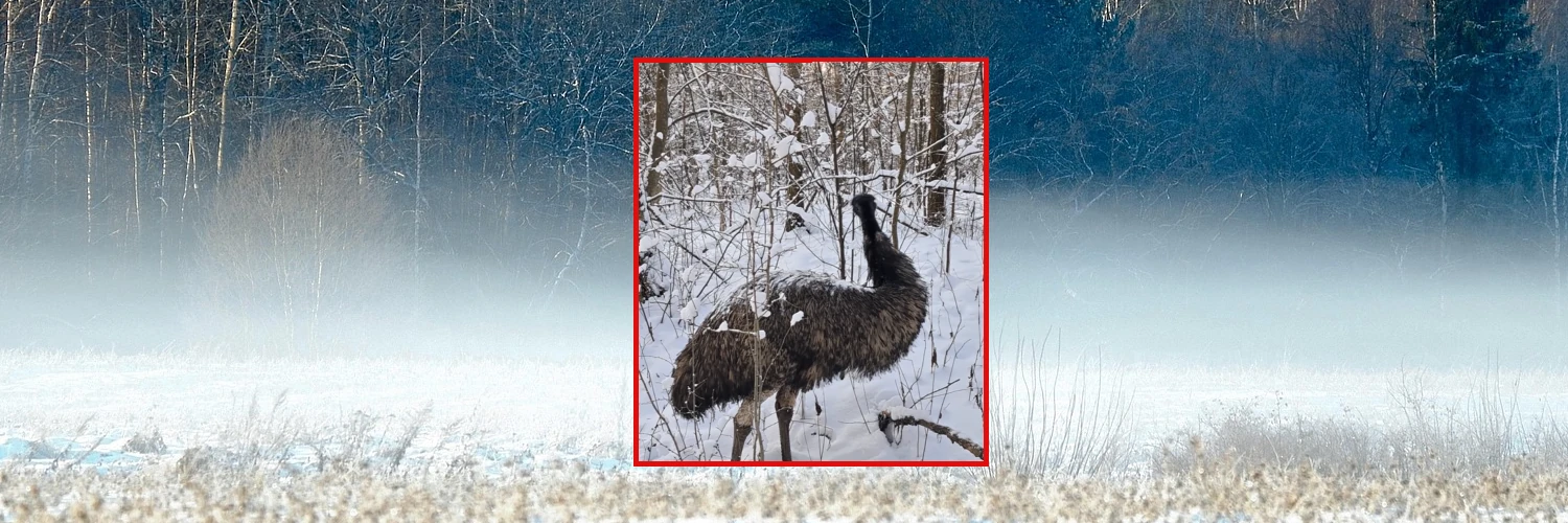 Nietypowy gość w polskim lesie. Leśnicy pokazali nagranie