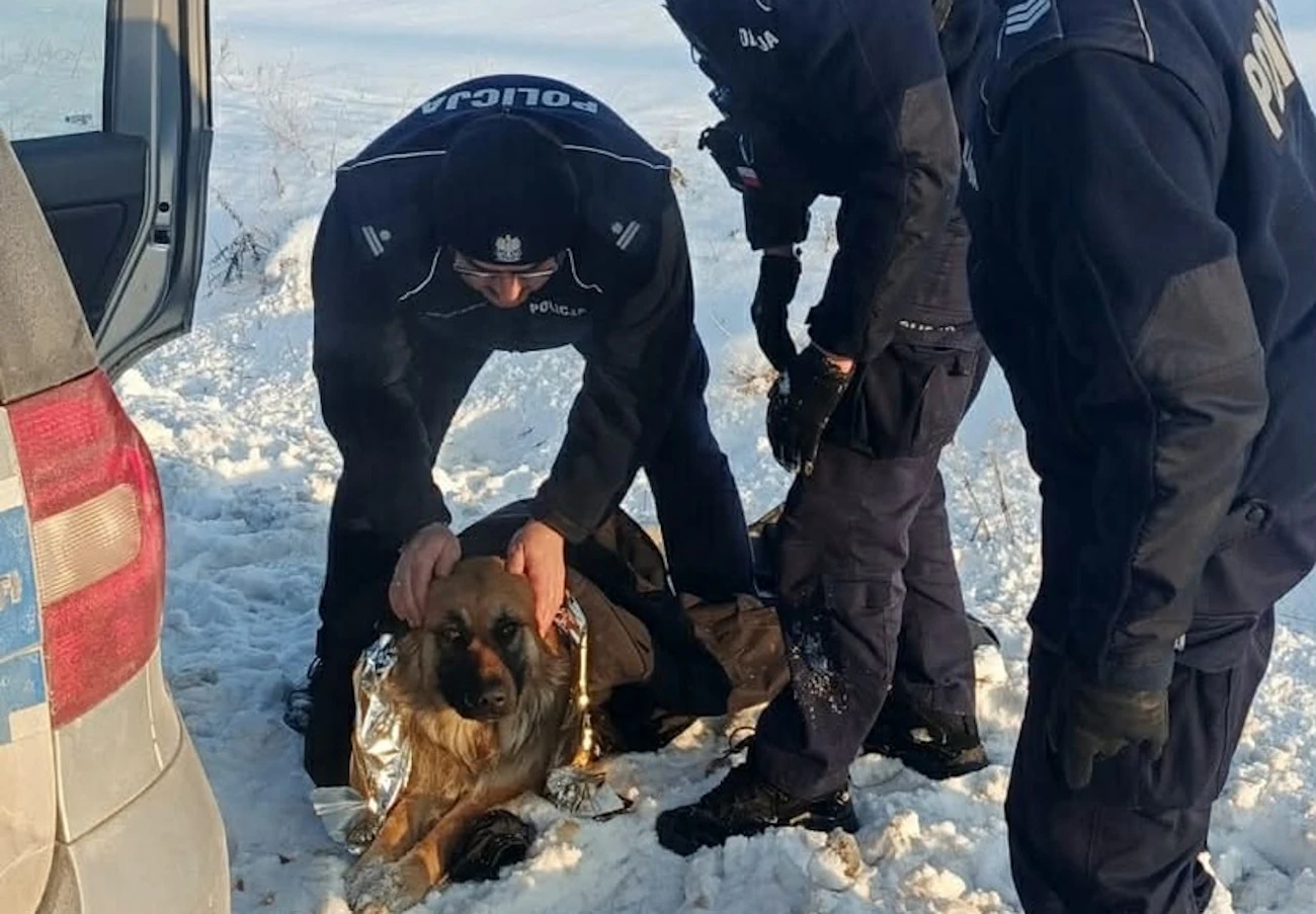 Pies przymarznięty do pobocza. Policjanci ruszyli z pomocą