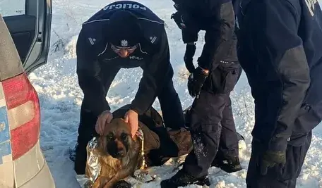 Pies na poboczu przeżył tylko dzięki pomocy policjantów. Leżał przemarznięty