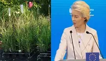Plastikowe doniczki niedługo odejdą w niepamięć. Dzięki temu planeta przetrwa. Brawo Unia, brawo Ursula von der Leyen! 