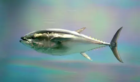 1620px-Pacific_bluefin_tuna