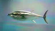 1620px-Pacific_bluefin_tuna