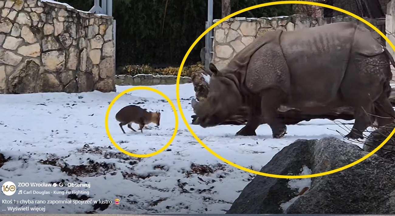 Co tu się wydarzyło? Wideo z wrocławskiego ZOO podbija internet