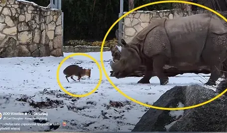Mały wojownik z Wrocławia! Mundżak chiński „zmierzył się” z nosorożcem w zoo. Nosorożec skapitulował przed malcem