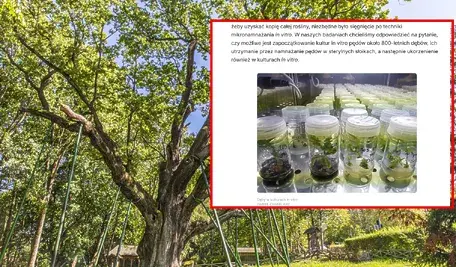 Starodawne polskie dęby zostały sklonowane