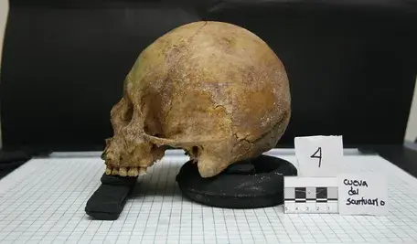 poliroberty900-skull-640128_1920