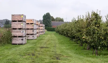 Gruszki w sadzie już po zbiorach