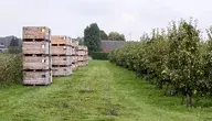 Gruszki w sadzie już po zbiorach
