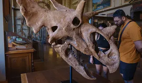 Szkielet dinozaura zawsze wzbudza furorę 