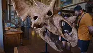 Szkielet dinozaura zawsze wzbudza furorę 