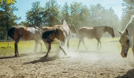 Konie z Janowa Podlaskiego. Obecna ekipa niszczy historyczną aukcję (