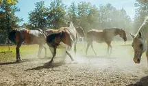 Konie z Janowa Podlaskiego. Obecna ekipa niszczy historyczną aukcję (