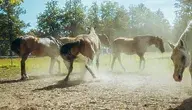 Konie z Janowa Podlaskiego. Obecna ekipa niszczy historyczną aukcję (