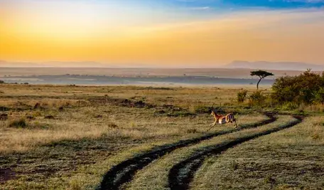 Chciałeś jechać na safari? Departament Stanu bije na alarm: Ryzyko porwań i brak opieki medycznej
