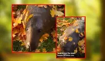Viralowe nagranie z foką Dawidem w zoo w Borysewie pokazują teraz światowe telewizje