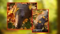 Viralowe nagranie z foką Dawidem w zoo w Borysewie pokazują teraz światowe telewizje