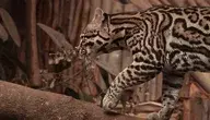 kot