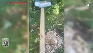Bobry zniszczyły tabliczkę