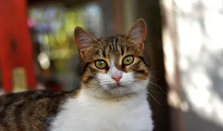 chris-ww-cat-3568135_1280