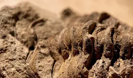 Tajemniczy artefakt odkryty pod Jarosławiem