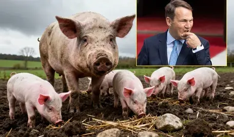 Radek Sikorski nie będzie walczył z umową z Mercosur . Na zdjęciu trzoda chlewna i minister spraw zagranicznych