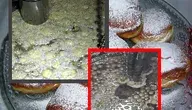 Pączki jakie zatkały kanalizację w Słupii nie wyglądały już tak apetycznie jak zazwyczaj