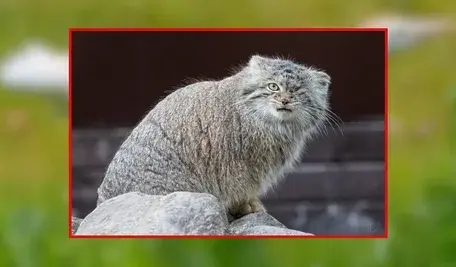Bożenka, jednooki manul który zaginął w środę, został odnaleziony