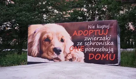 Dla niektórych właścicieli schronisk trzymanie zwierząt to interes. Plakat zachęcający do adopcji