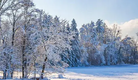 Zimowy krajobraz z ośnieżonymi drzewami i lasem w tle, pokryta śniegiem polana oraz jasne, mroźne niebo w słoneczny dzień.
