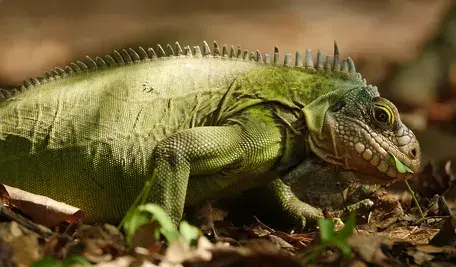 adrien_stachowiak-iguana-8863156_1280 (1)