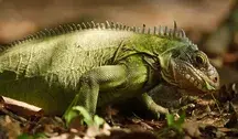 adrien_stachowiak-iguana-8863156_1280 (1)