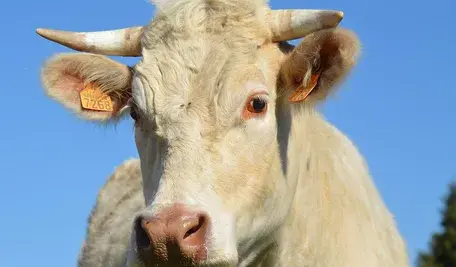 Byki szybko stają się agresywne. Często trudno zrozumieć dlaczego zaatakowały