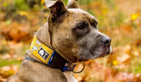 wawrkam-amstaff-3823536_1280