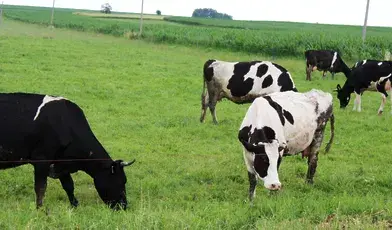 Masowy ubój bydła w syberyjskich regionach Rosji doprowadził do miliardowych strat, protestów rolników i oskarżeń wobec władz o nieuzasadnione oraz chaotyczne działania.
