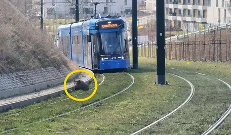 Dzik na torach tramwajowych