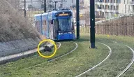 Dzik na torach tramwajowych