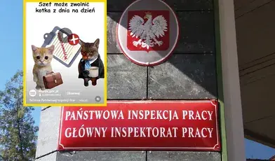 Kotki jako reklama reformy PIP