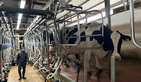 Mleczarnia i automatyczne dojenie krów. Tu akurat w Izraelu dategokrowy są na podeście, bo Żydzi mają  ograniczenia religijne i zwierzęta niektóre po ziemi stąpać nie mogą