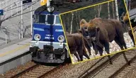 Trzy żubry zginęły po tym, gdy stado weszło pod pociąg na Podlasiu 