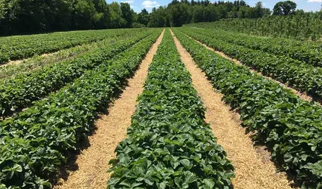 Niemieckie pola już czekają na Polaków, dla których pieniądze nie są najważniejszą rzeczą w życiu, ale za to nie boją się harować od świtu do zmroku
