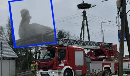 Mieszkańcy dostrzegli, że bocian ma dziobie torebkę foliową, z którą nie mógł sobie poradzić. Wezwani strażacy sprawnie uwolnili ptaka od duszącego śmiecia