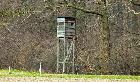 wzdigiphoto-edge-of-the-forest-4913238_1280