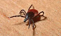 Naukowcy wykryli u egzotycznych kleszczy Hyalomma obecnych w Polsce chorobotwórcze bakterie, które mogą wywoływać u ludzi groźne gorączki plamiste.
