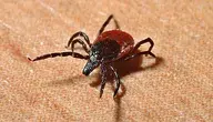Naukowcy wykryli u egzotycznych kleszczy Hyalomma obecnych w Polsce chorobotwórcze bakterie, które mogą wywoływać u ludzi groźne gorączki plamiste.