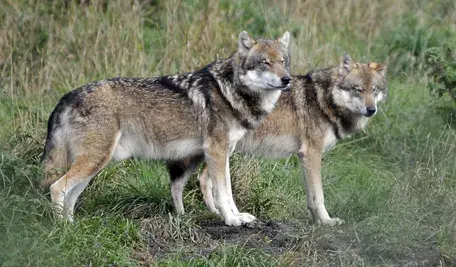 Nowe prawo w Niemczech: wilka będzie można zastrzelić po ataku na zwierzę