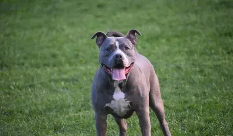 Pitbull pogryzł 2-latka i matkę, która próbowała go ratować