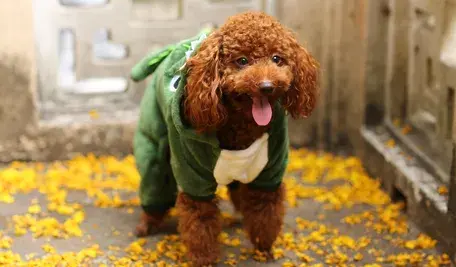 Brązowy pies w ubraniu