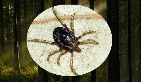 Jak rozpoznać nowy gatunek kleszcza? Pajęczaki te są większe od tych, które znamy, bardziej ruchliwe i pają pasiaste odnóża